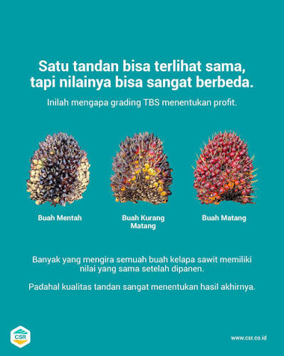 grade buah sawit